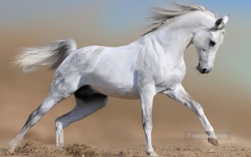 fighting horse grey realistic from photo Oil Paintings